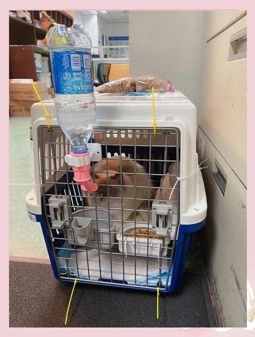 貓咪貨運(yùn)機(jī)貓咪飛機(jī)貨運(yùn)